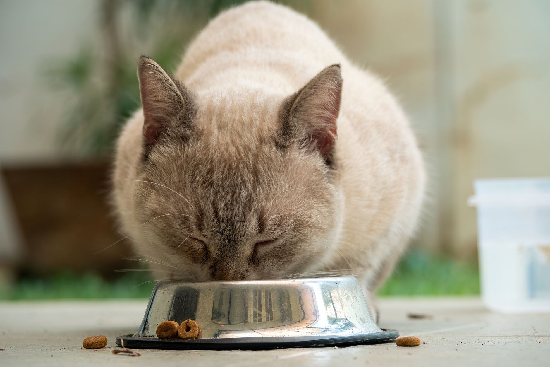 Servizio clienti PetCare Italia